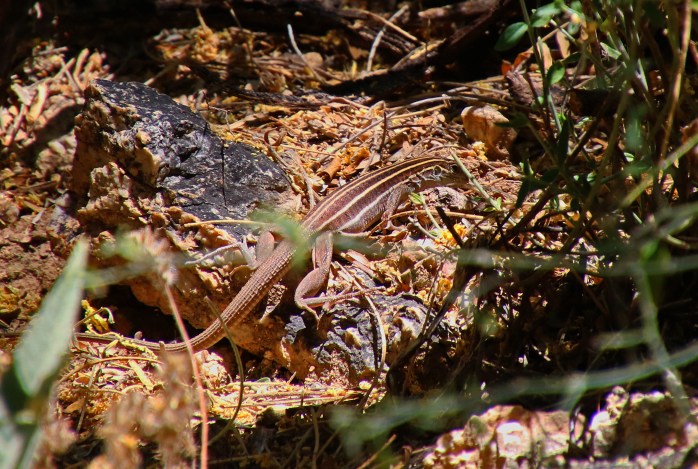 SonoranSpottedWhiptail
