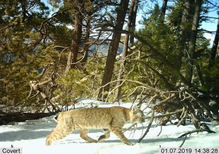 bobcat