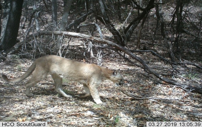 mtn lion
