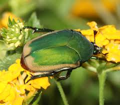 green fig beetle