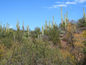 Sonoran Desert Image