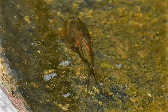 tadpole shrimp