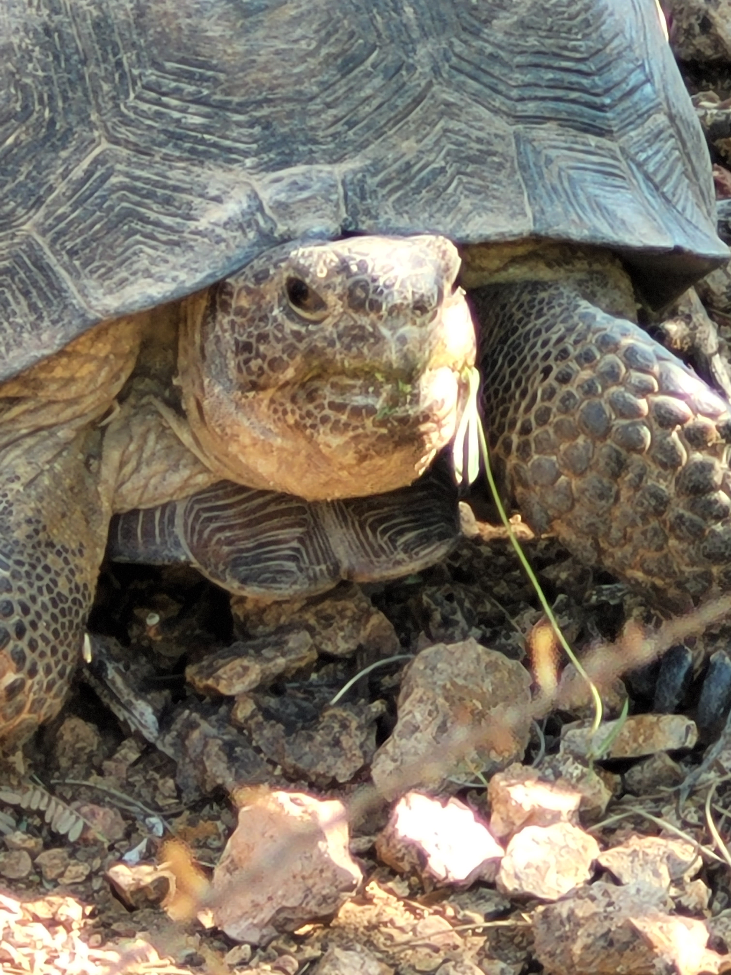 Desert Tortoise Monitoring in Tucson Mountain Park – Pima Master